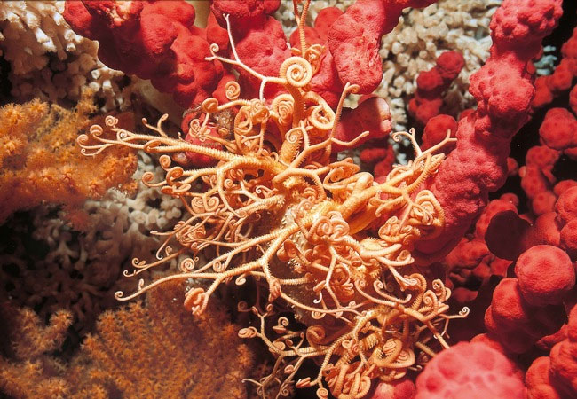 PB: Gorgon's head (Gorgonocephalus caputmedusae) in the "Selligrunnen", a protected cold-water coral reef in the Trongheimsfjorden, Norway. / Erling Svensen/WWF World Wide Fund For Nature