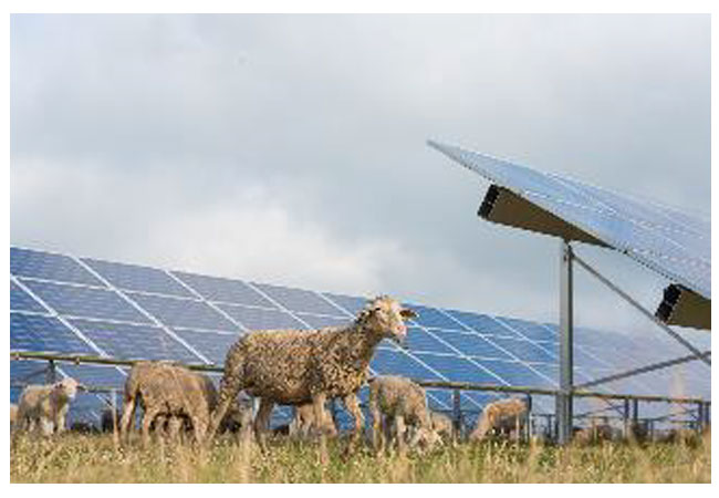 So könnte die künftige Freiflächen-Solaranlage Limbach aussehen. Bildquelle: istock/K.Thalhofer
