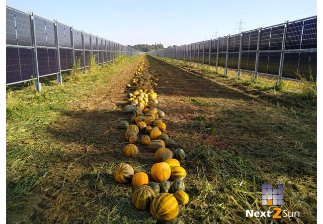 PB: Kürbisernte im Agri-Solarpark Neudorf an der Mur