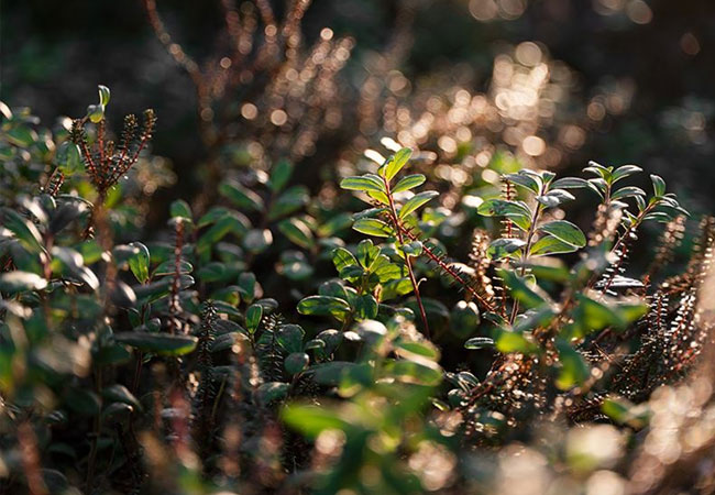 PB: Fortum und Stahlhersteller Vargön Alloys unterzeichnen einen Stromabnahmevertrag für sauberen Atomstrom, Nature 139 1 / ©: FORTUM