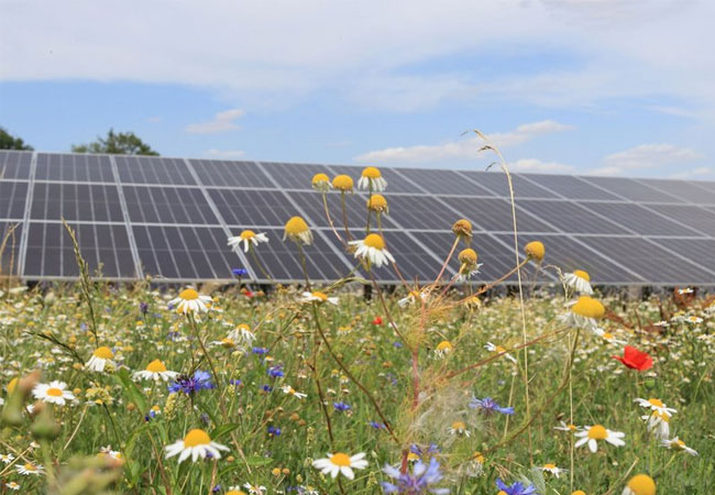 PB: Green Planet Energy und Landkraft Bürgerenergien planen neuen Biodiversitäts-Solarpark im niedersächsischen Dedendorf