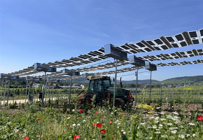 PB: VitiCULT schützt Jungreben vor übermäßiger Sonne und Trockenheit, und soll den Anwuchserfolg angesichts des Klimawandels verbessern; Bildquelle: Philipp Stieffenhofer