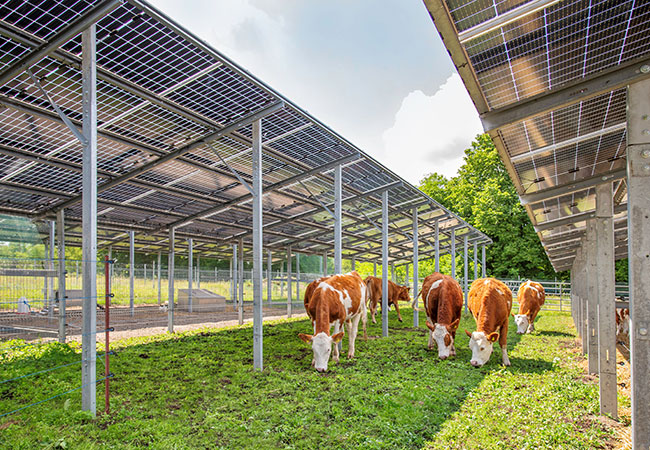 PB: Agri-PV-Module / ©: SUNfarming
