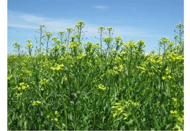 PB: Bayer erwirbt Camelina-Assets von Smart Earth Camelina und baut führende Position bei Biokraftstoffen aus