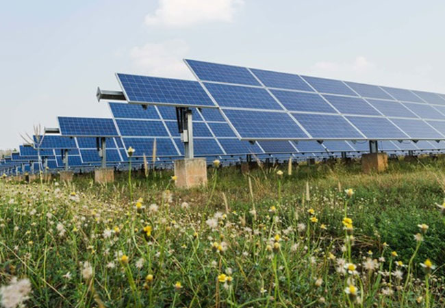 PB: Naturverträgliche Solarparks bieten vielfältigen Lebensraum für Pflanzen und Tiere. Bild: Kampan - stock.adobe.com / ©: KNE gGmbH