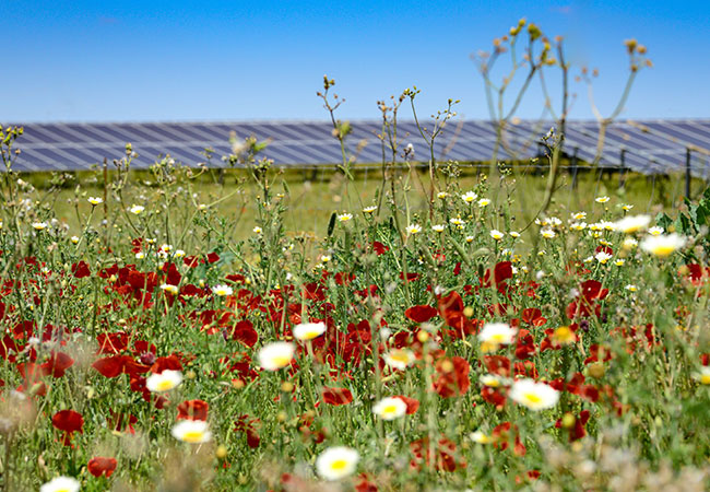 PB: BayWa r.e. erhält Genehmigung für bedeutendes Solarprojekt in Großbritannien