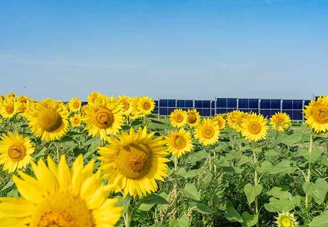 PB: Agri-PV Garzweiler / ©: RWE / Fotograf: Klaus Görgen